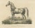 Arabic Horse Named Gentile, Paper For Sale - Image 3 of 6
