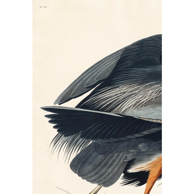 Great Blue Heron by John James Audubon, vintage bird art print reproduced from Birds of America (1827), available as a 24"...