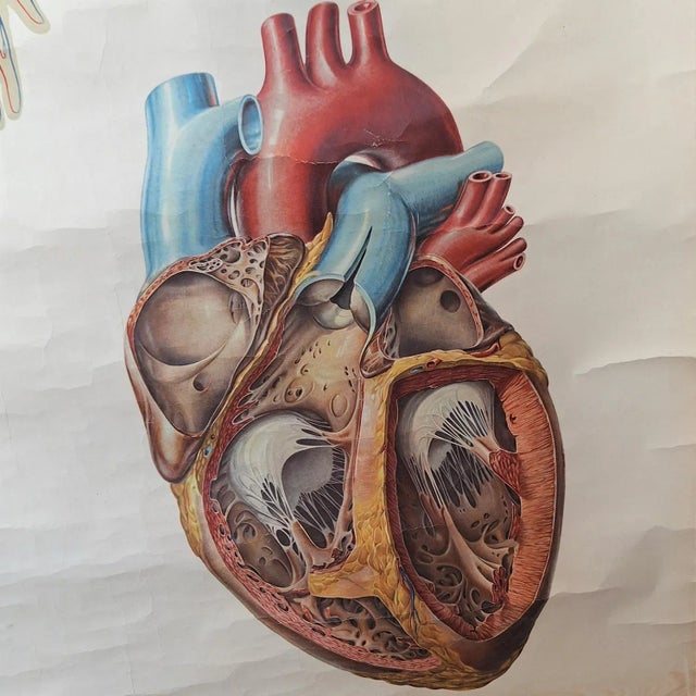 Vintage School Chart, 1930s For Sale - Image 3 of 6