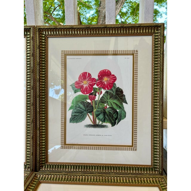 Late 19th Century Set of 4 Framed Antique French Chromolithographs From L’Illustration Horticole by Jean Linden For Sale - Image 5 of 12