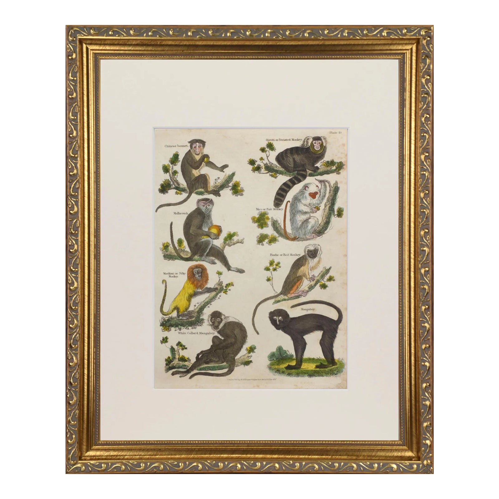 19th Century English Antique Hand Colored Engraving of Monkeys C.1820 ...