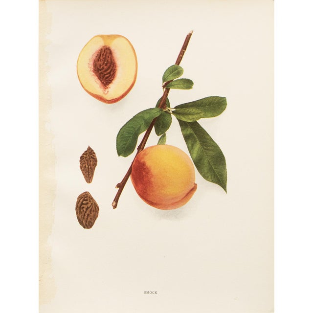 Paper 1900s U. P. Hedrick, Original Antique Photogravure of Smock Peaches For Sale - Image 7 of 7