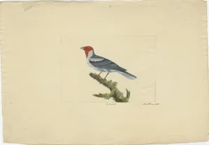 William Hayes, Red-Crested Cardinal, Hand-Colored Print, 1780