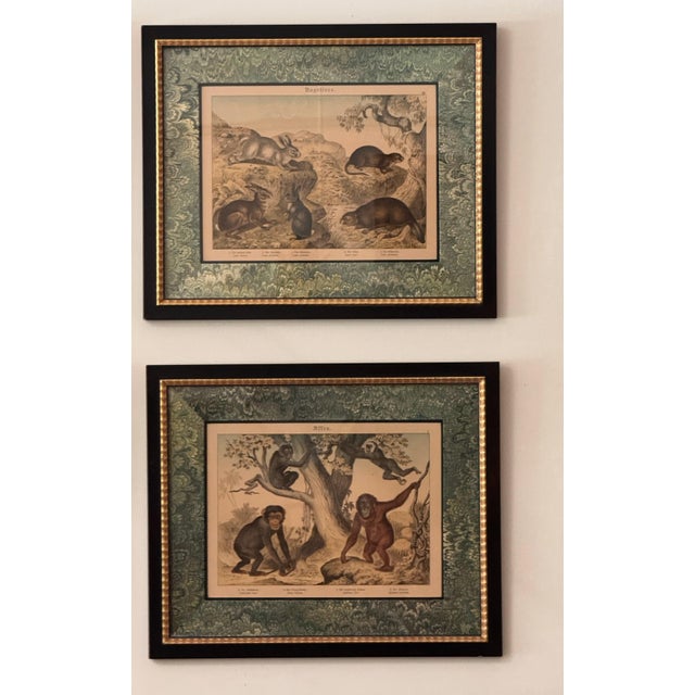 Traditional Set of Nine Gotthilf Von Schubert Natural History Chromolithographs For Sale - Image 3 of 17
