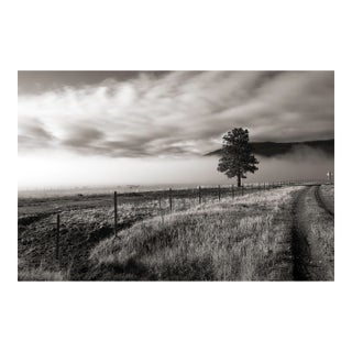 Landscape Digital Archival Print "North Tree" by Jacques Gael Cressaty 2025 For Sale