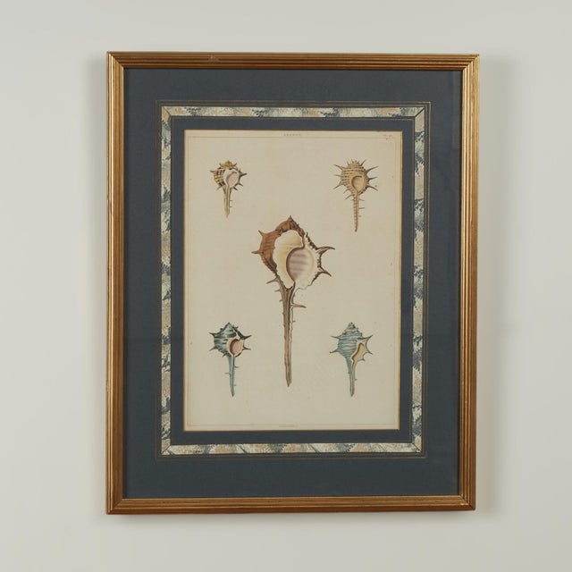 Set of Eight Antique Hand Colored Seashell Prints For Sale In West Palm - Image 6 of 18