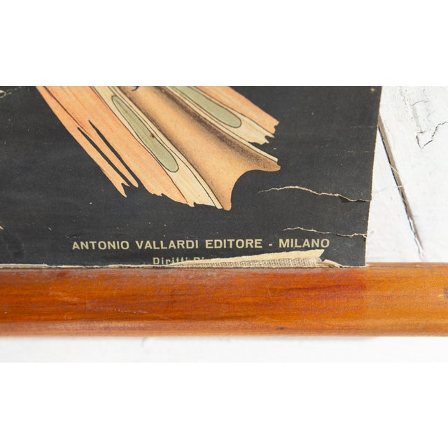 Human Anatomy Charts from Allardi Publisher, 1950s, Set of 2 For Sale - Image 12 of 14