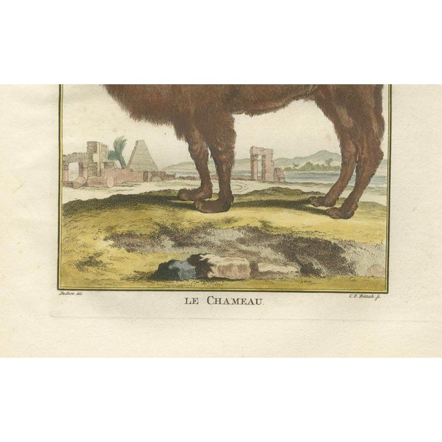 Paper After Jacques de Sève, Bactrian Camel, 1769, Hand-Coloured Engraving For Sale - Image 7 of 9
