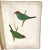 Rare Book Thomas G. Gentry Nests and Eggs of Birds of the United States For Sale - Image 14 of 16