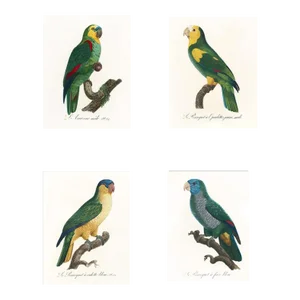 Reproduction Antique 1805 Antique French Parrot Prints - Set of 4