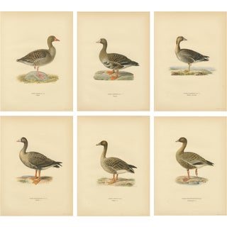 Vintage Scandinavian Ornithology Lithographs, 1929, Set of 6 For Sale