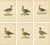 Vintage Scandinavian Ornithology Lithographs, 1929, Set of 6 For Sale