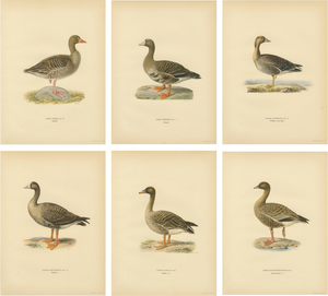 Vintage Scandinavian Ornithology Lithographs, 1929, Set of 6