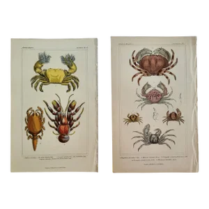 Animal Kingdom by Cuvier of London Crab Crustacean Engraving, 1837
