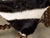 Turn of the Century Barley Twist English Stool with Zebra Hide Upholstery For Sale In Atlanta - Image 6 of 12