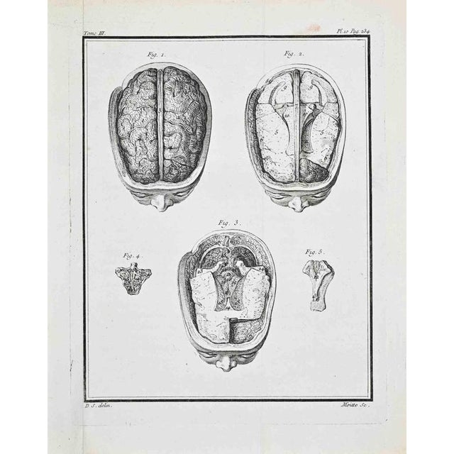 Plate from Buffon's Histoire Naturelle, Tome III – Pl. 10, p. 234 This copperplate engraving presents a systematic...