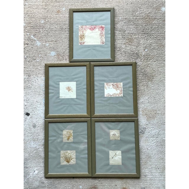 Vintage Pressed Specimen Clippings - Set of 5 For Sale - Image 11 of 12