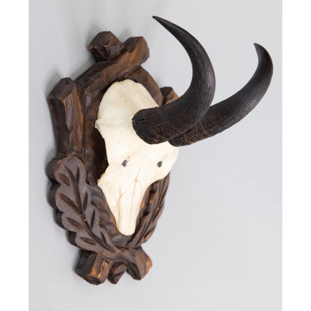 Wood Black Forest Chamois Antlers Hunting Trophy Mount For Sale - Image 7 of 7
