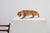 A dramatic mid‑century Italian ceramic sculpture depicting a prowling tiger, hand‑painted in vivid naturalistic tones. The...