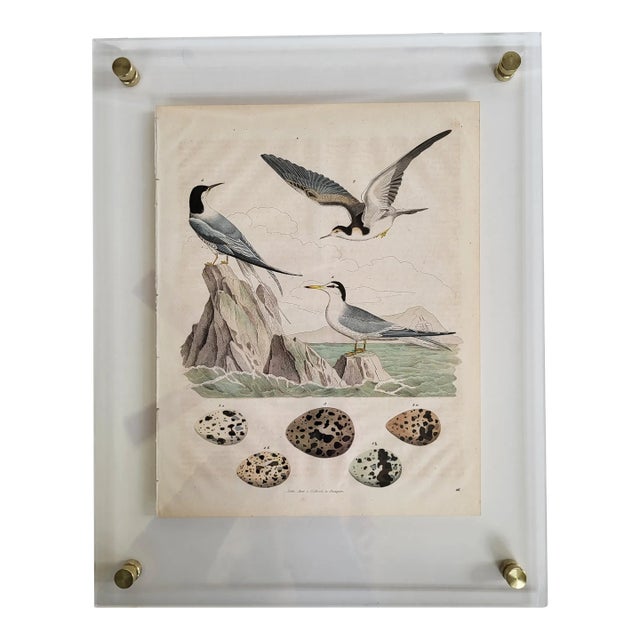 19th Century German Lithograph of Seagulls With Modern Acrylic Frame & Brass Hardware For Sale
