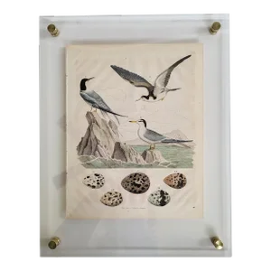 19th Century German Lithograph of Seagulls With Modern Acrylic Frame & Brass Hardware