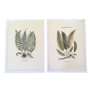 English Botanical Fern Lithographs After Anne Pratt, Framed - a Pair For Sale