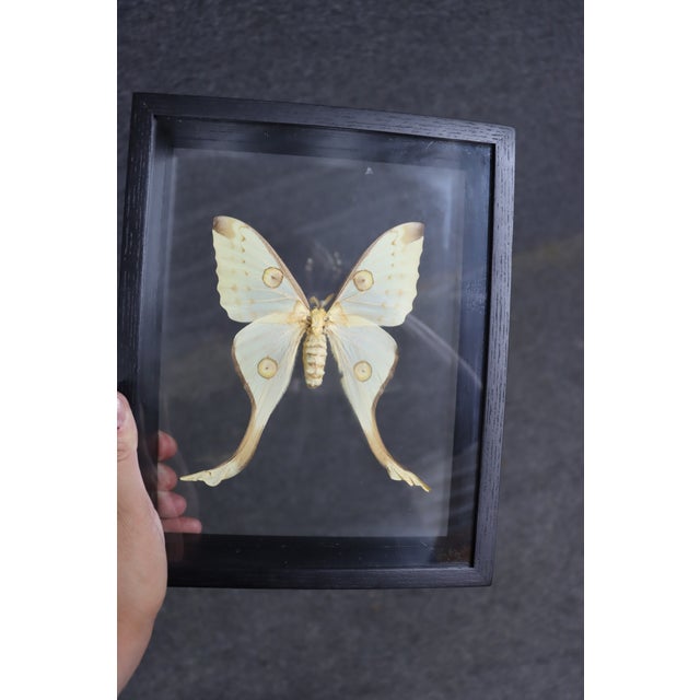 Framed Female Comet Moth Shadow Box Specimen Display For Sale - Image 10 of 10