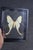 Framed Female Comet Moth Shadow Box Specimen Display For Sale - Image 10 of 10