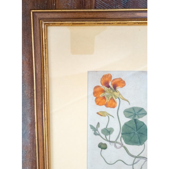 English 18th Century German Hand Colored Botanical Copper Engraving Print of Nasturtium For Sale - Image 3 of 12
