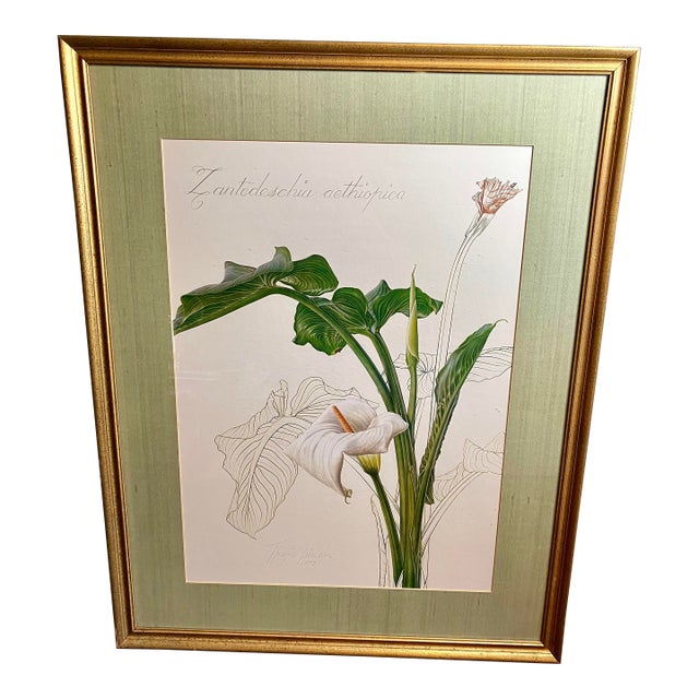 Vintage Framed Botanical Lithographic Print of Zantedeschia Aethiopica (Calla Lily) by Thalia Lincoln. For Sale