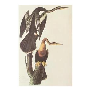 1966 Vintage Farmhouse Cottage Print "Anhinga" After John James Audubon