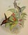 This is a hand-colored folio sized lithograph entitled "Phaethornis Augusti", Salle's Hermit Hummingbird by John Gould,...