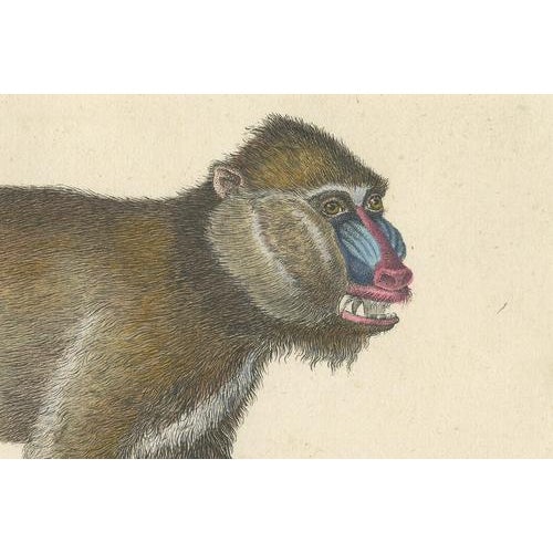 Early 19th Century Karl Joseph Brodtmann, Mandrill & Baboon, 1816, Lithograph For Sale - Image 5 of 9