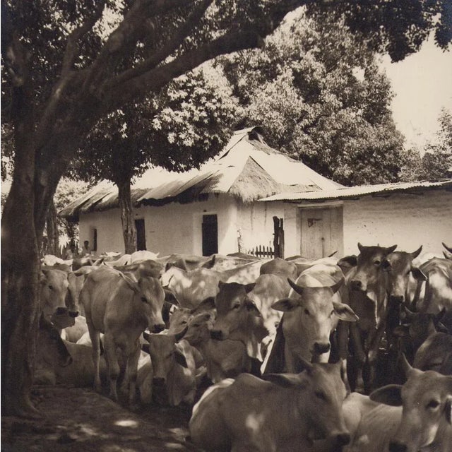 Hanna Seidel, Colombian Cows, Black and White Photograph, 1960s For Sale - Image 3 of 3