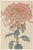 Pink Floral Giclee, Vintage Japanese Botanical Art Print, 20" X 30" For Sale