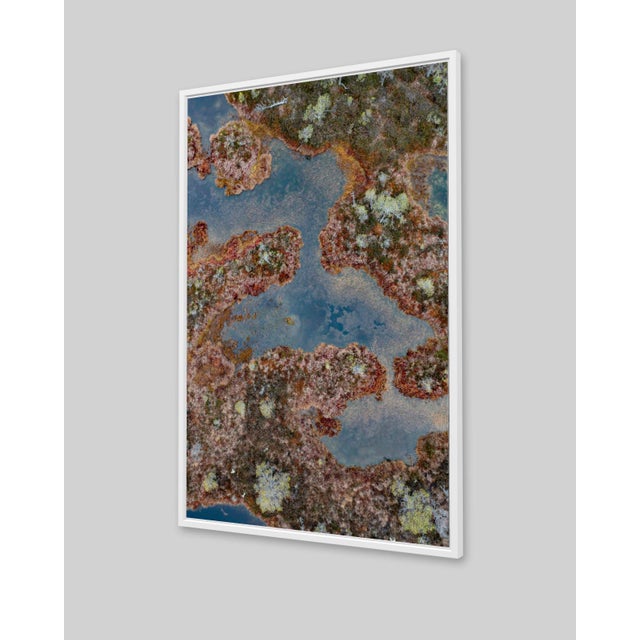 "The_Bog_002" Contemporary Limited Edition Fine Art Photograph Print by Bernhard Lang For Sale - Image 4 of 8