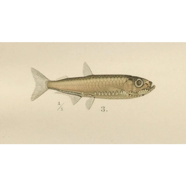 Late 19th Century Herring, Sprat, Müller's Pearlside and Pike, 1895, Lithograph on Paper For Sale - Image 5 of 10