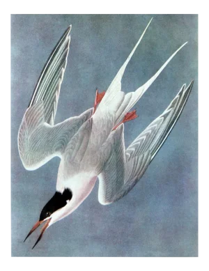 Audubon 12, Unframed Artwork