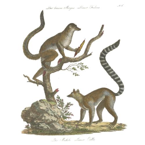Black Karl Joseph Brodtmannm, Ring-Tailed Lemur, 1816, Lithograph For Sale - Image 8 of 9