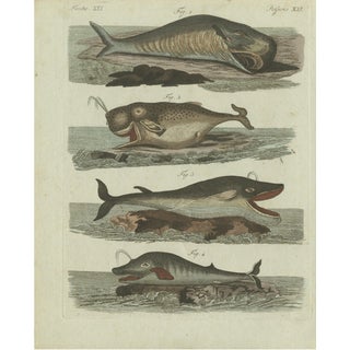 Bertuch, Sperm Whale and North Atlantic Whales, 1800, Engraving For Sale