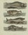 Bertuch, Sperm Whale and North Atlantic Whales, 1800, Engraving For Sale