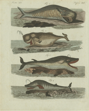 Bertuch, Sperm Whale and North Atlantic Whales, 1800, Engraving