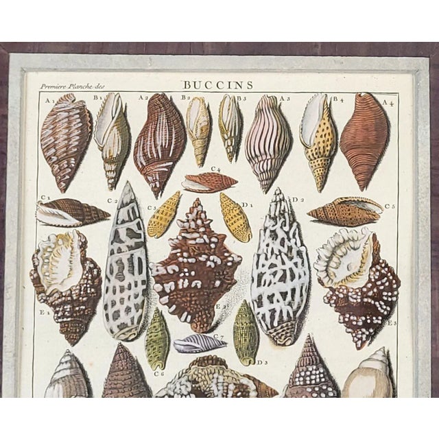 19th Century Set of Four 18th-Century Hand-Colored Shell Engravings For Sale - Image 5 of 9