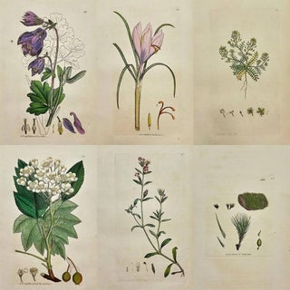 Early 19th Century James Sowerby – Set of 6 Botanical and Natural History Prints – Aquilegia Vulgaris For Sale
