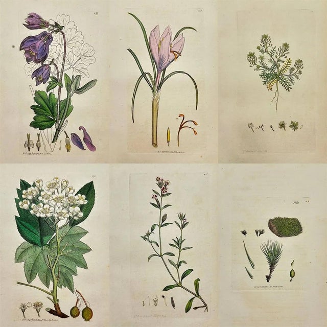 Early 19th Century James Sowerby – Set of 6 Botanical and Natural History Prints – Aquilegia Vulgaris For Sale