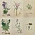 Early 19th Century James Sowerby – Set of 6 Botanical and Natural History Prints – Aquilegia Vulgaris For Sale