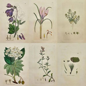 Early 19th Century James Sowerby – Set of 6 Botanical and Natural History Prints – Aquilegia Vulgaris