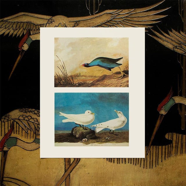 1966 Vintage Cottage Print, "Ivory Gull & Purple Gallinule" After John James Audubon For Sale In Dallas - Image 6 of 7
