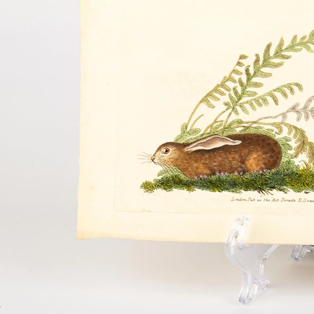 E. Donovan & F.C. & J. Rivington, Nature Illustration, Aug 1820, Hand-Colored Copperplate Engraving For Sale - Image 3 of 7