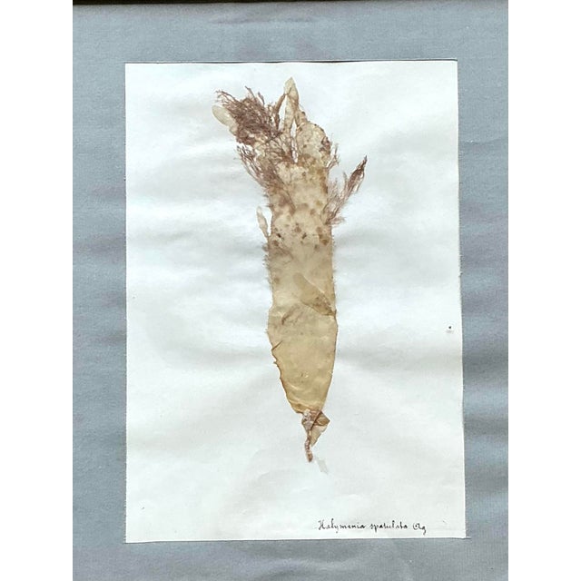 Olive Vintage Pressed Specimen Plant Clippings - Set of 6 For Sale - Image 8 of 12